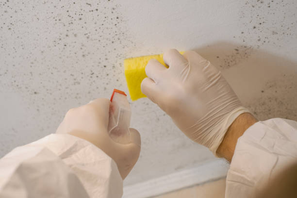 Best Commercial Mold Inspection  in Rock Springs, NM